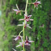 Cymbidium aloifolium (L.) Sw.